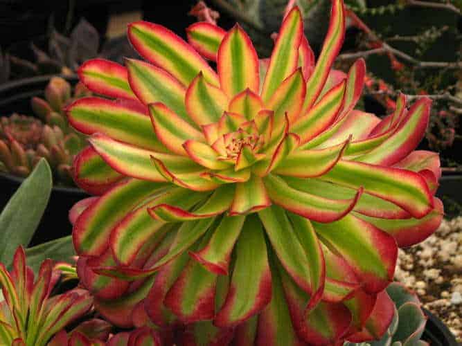 patents and trademarks on succulents