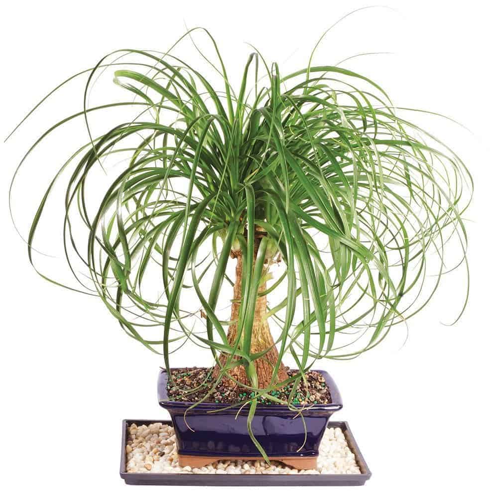 Ponytail Palm growing in a pot.
