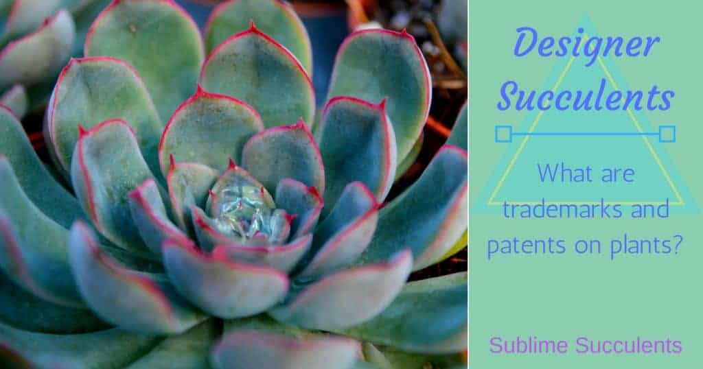 Designer Succulents Trademarks and Patents on Plants