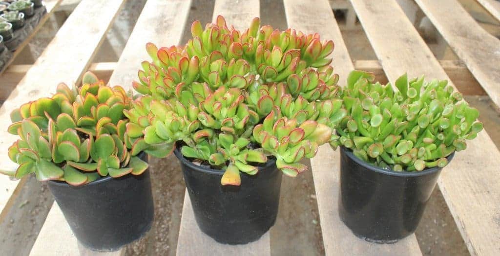 jade plant crassula ovata growing in pot.