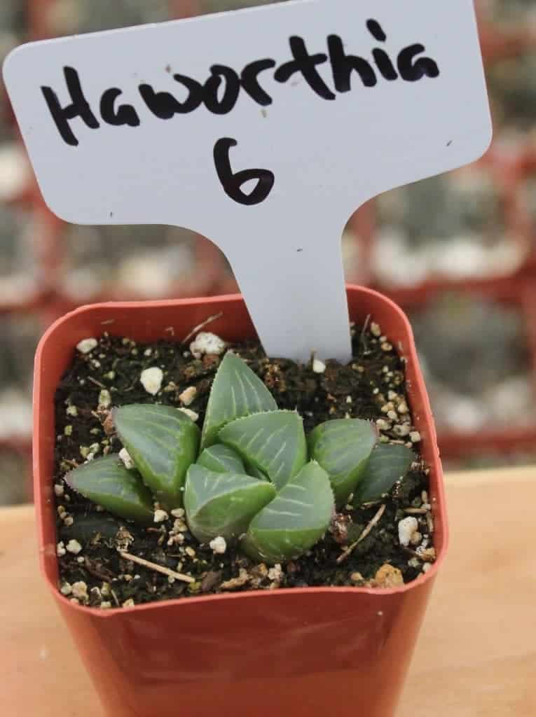  non tossico pet sicuro succulente 
