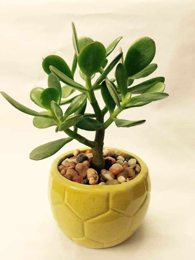 Jade Plant Care (Crassula ovata)