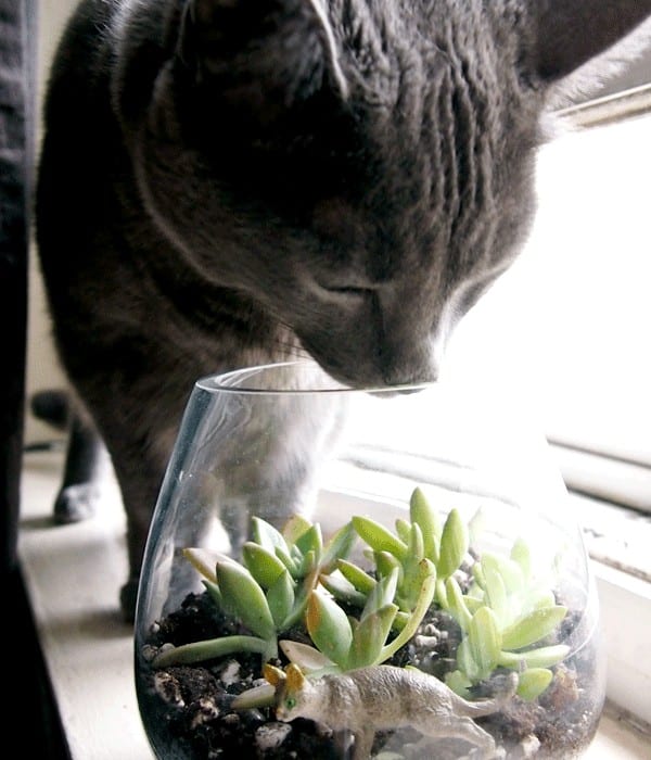 Passion Fruit Plant Cats