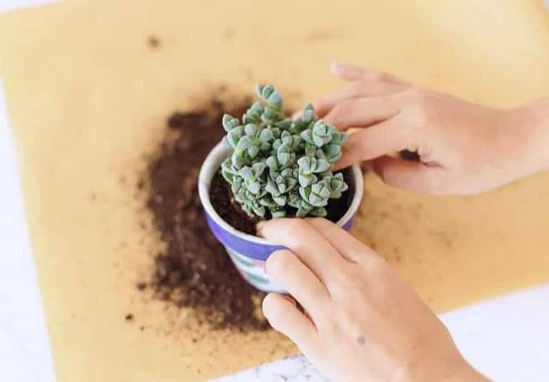 Hands repotting a succulent in a pot.