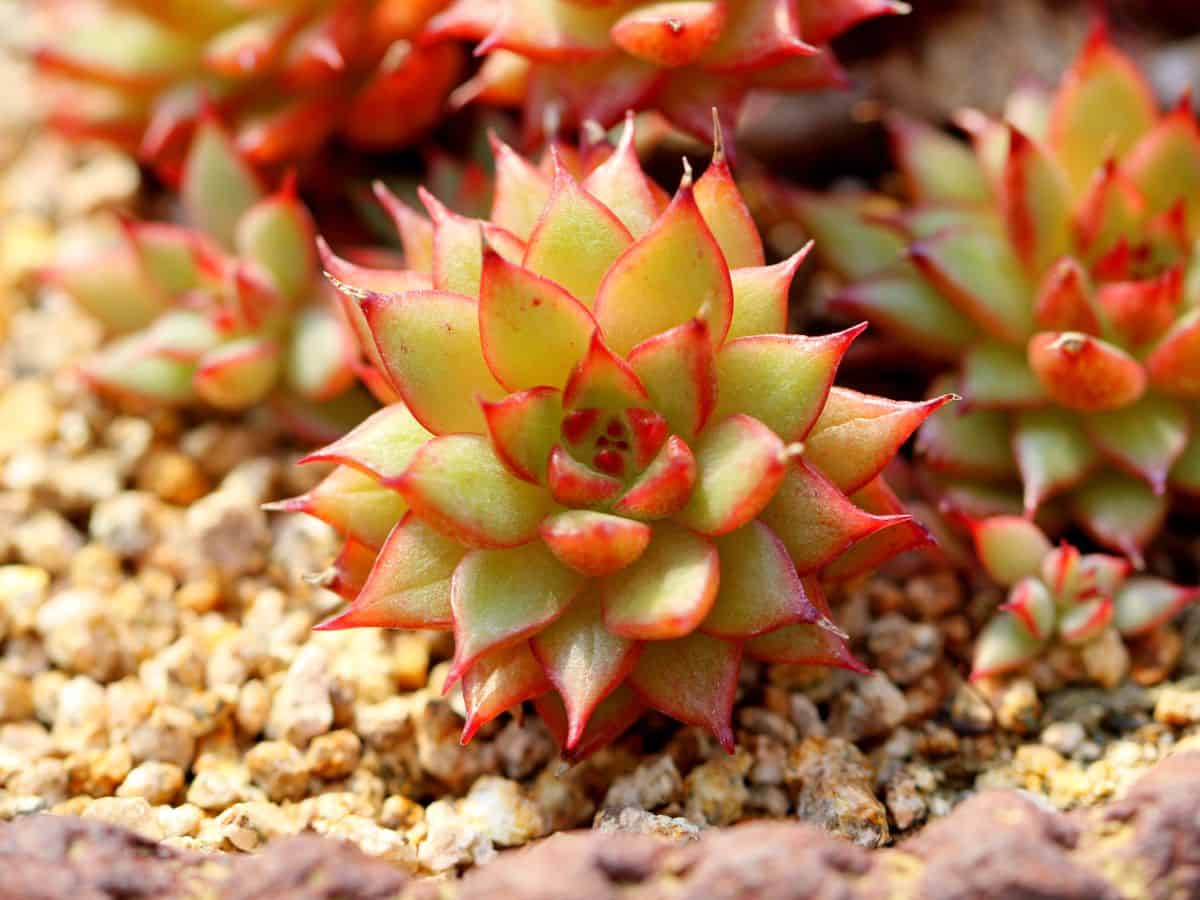 Small beautiful succulent with reddish leaves.