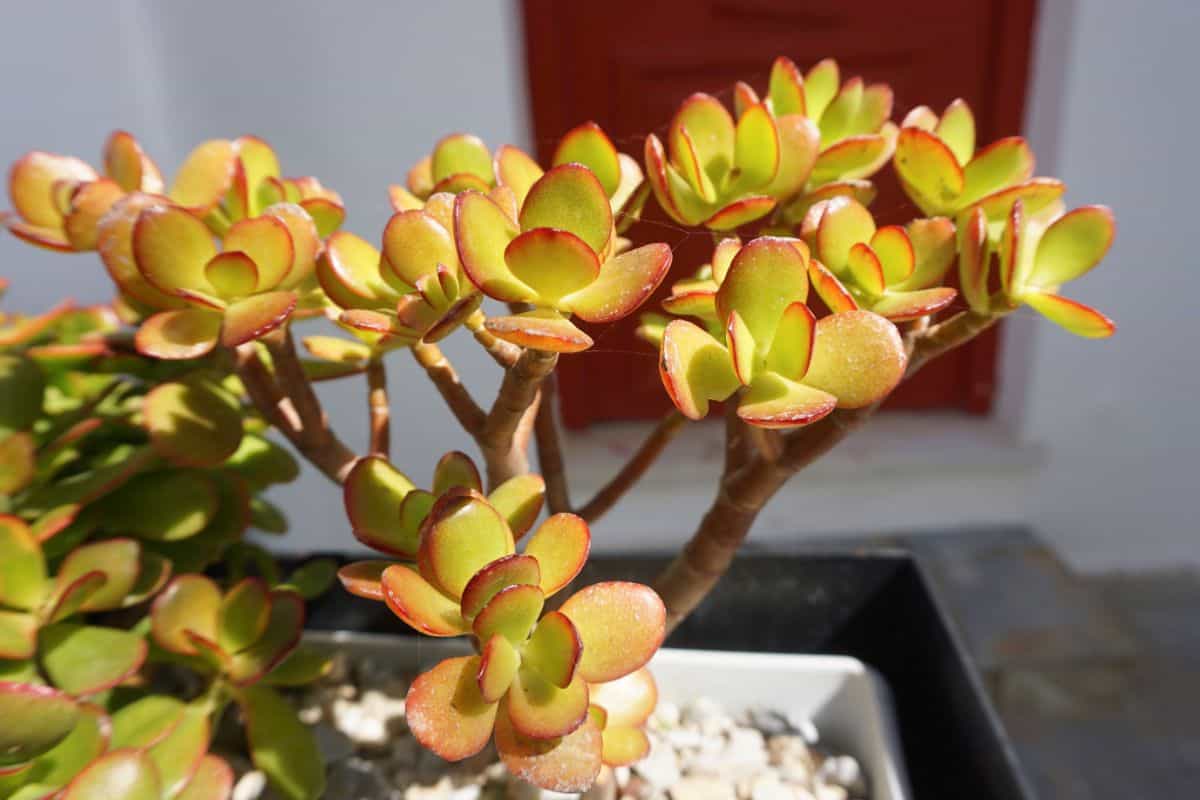 Crasula ovata growing in a pot on a sunny day.