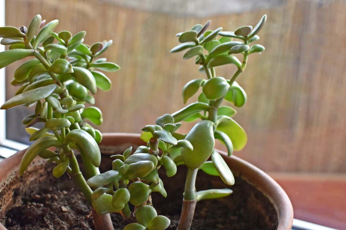 Crasula ovata growing in a pot.