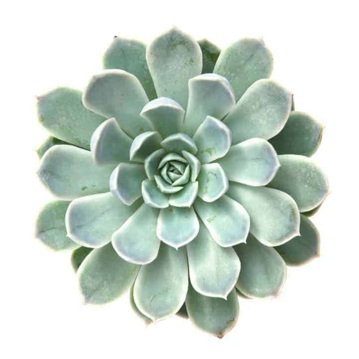  non toxic pet safe succulents