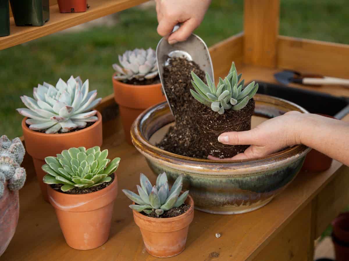 Gardener potting a new succulent into a bigger pot.