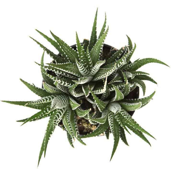 non tossico pet sicuro succulente