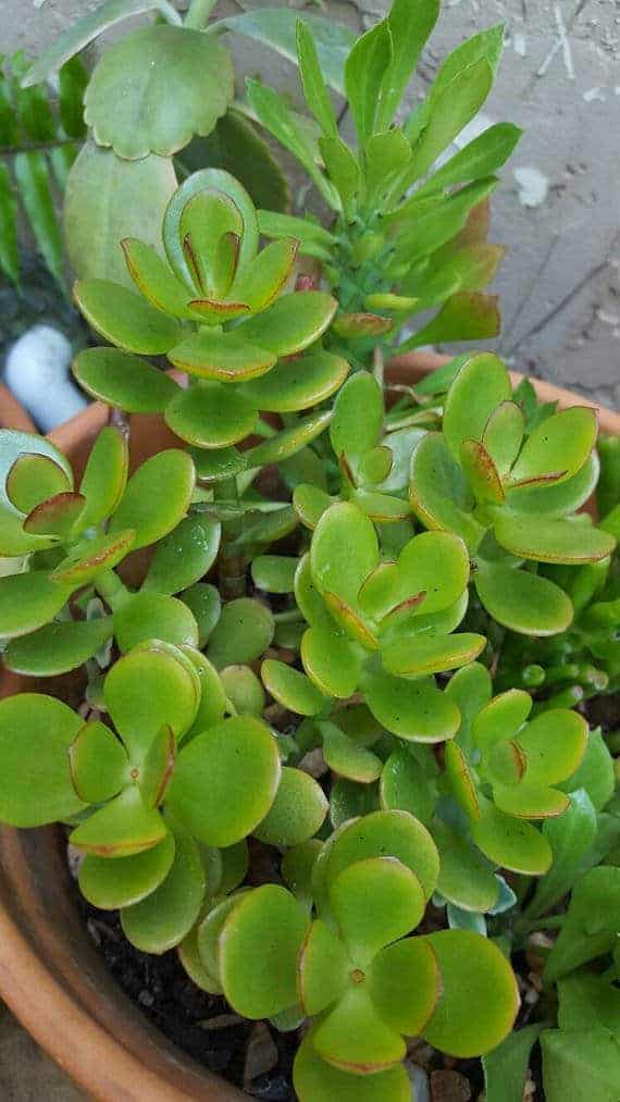 jade plant crassula ovata growing in a pot.