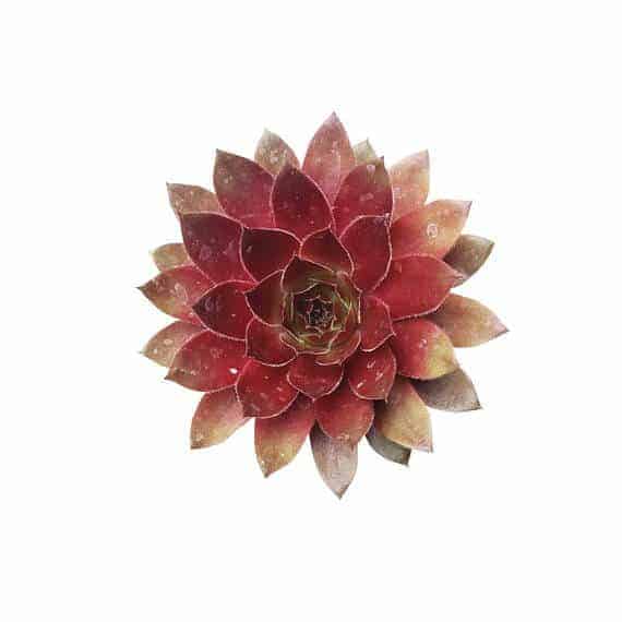 non toxic pet safe succulents