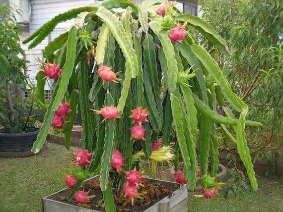  plantes succulentes non toxiques pour animaux de compagnie 