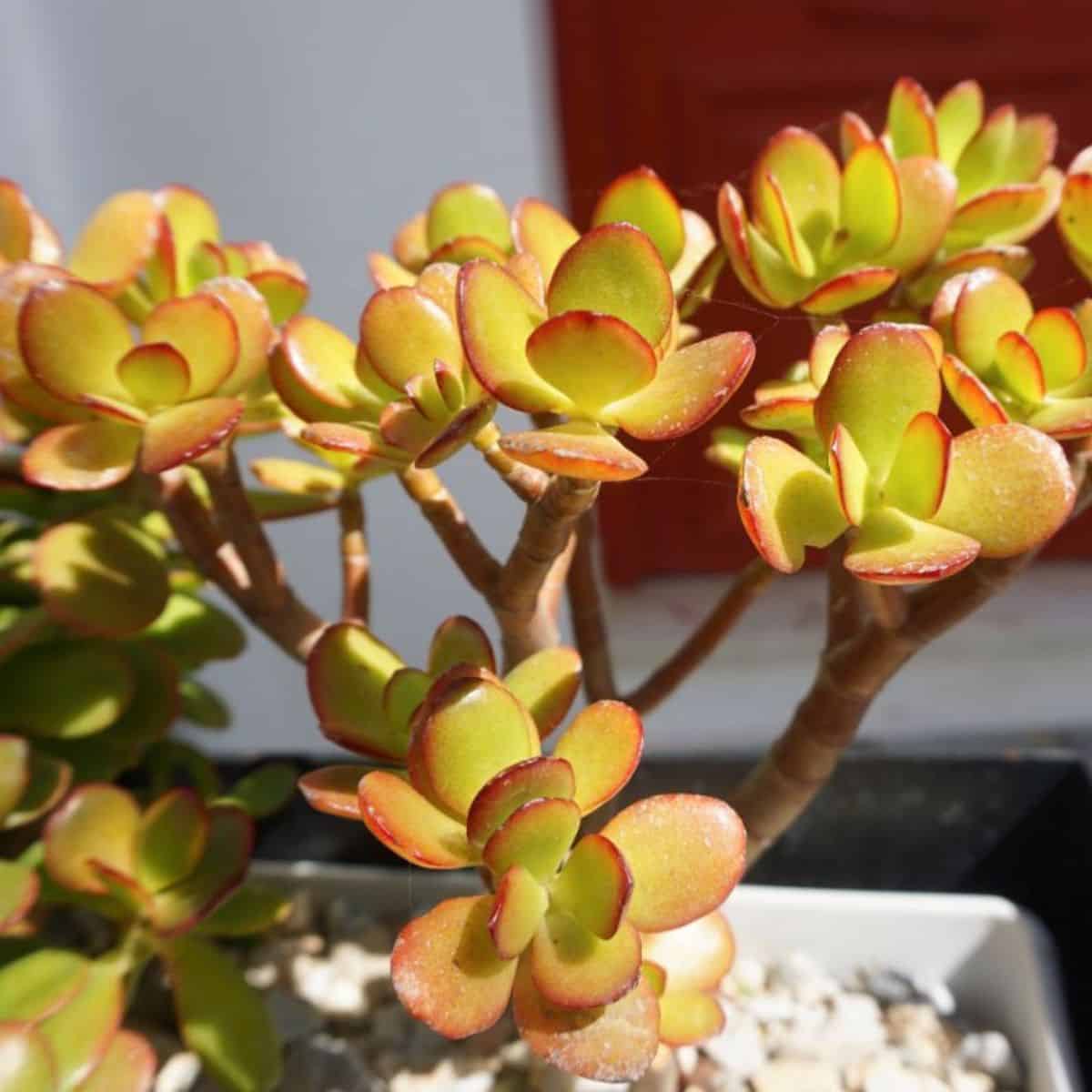 Crasula ovata growing in a pot on a sunny day.