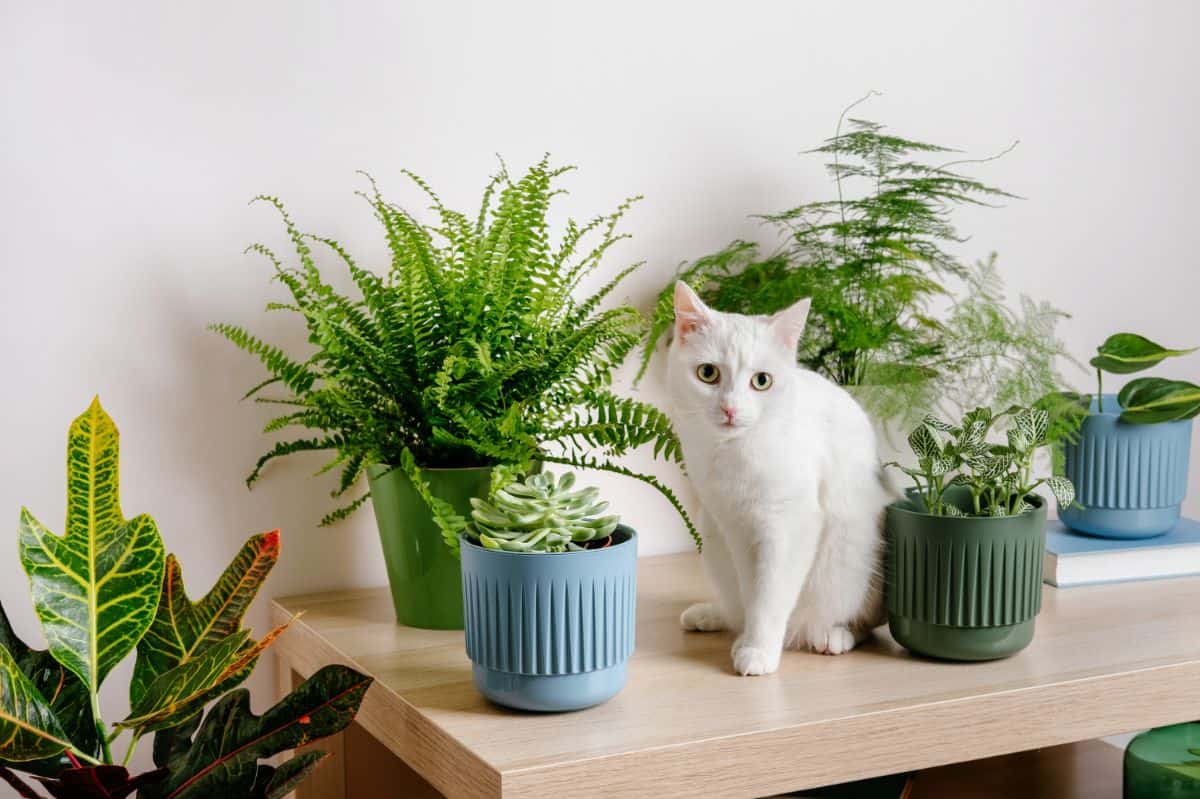 White cat and succulents in pot on the table.