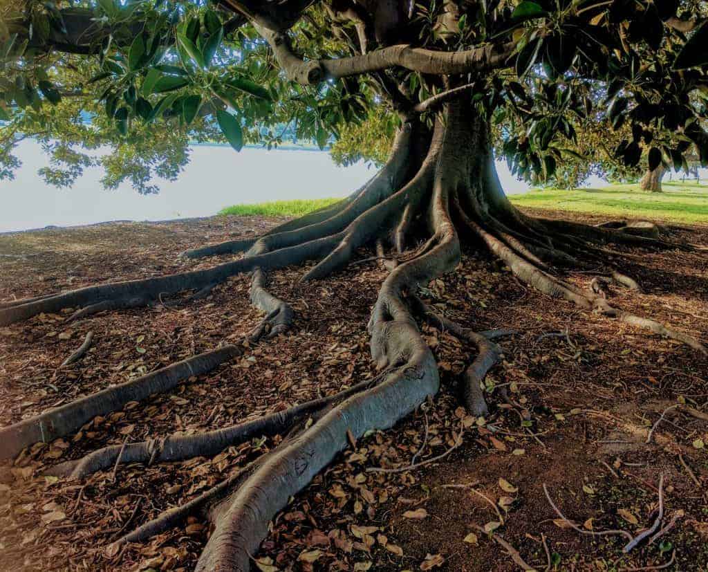 Huge tree roots.