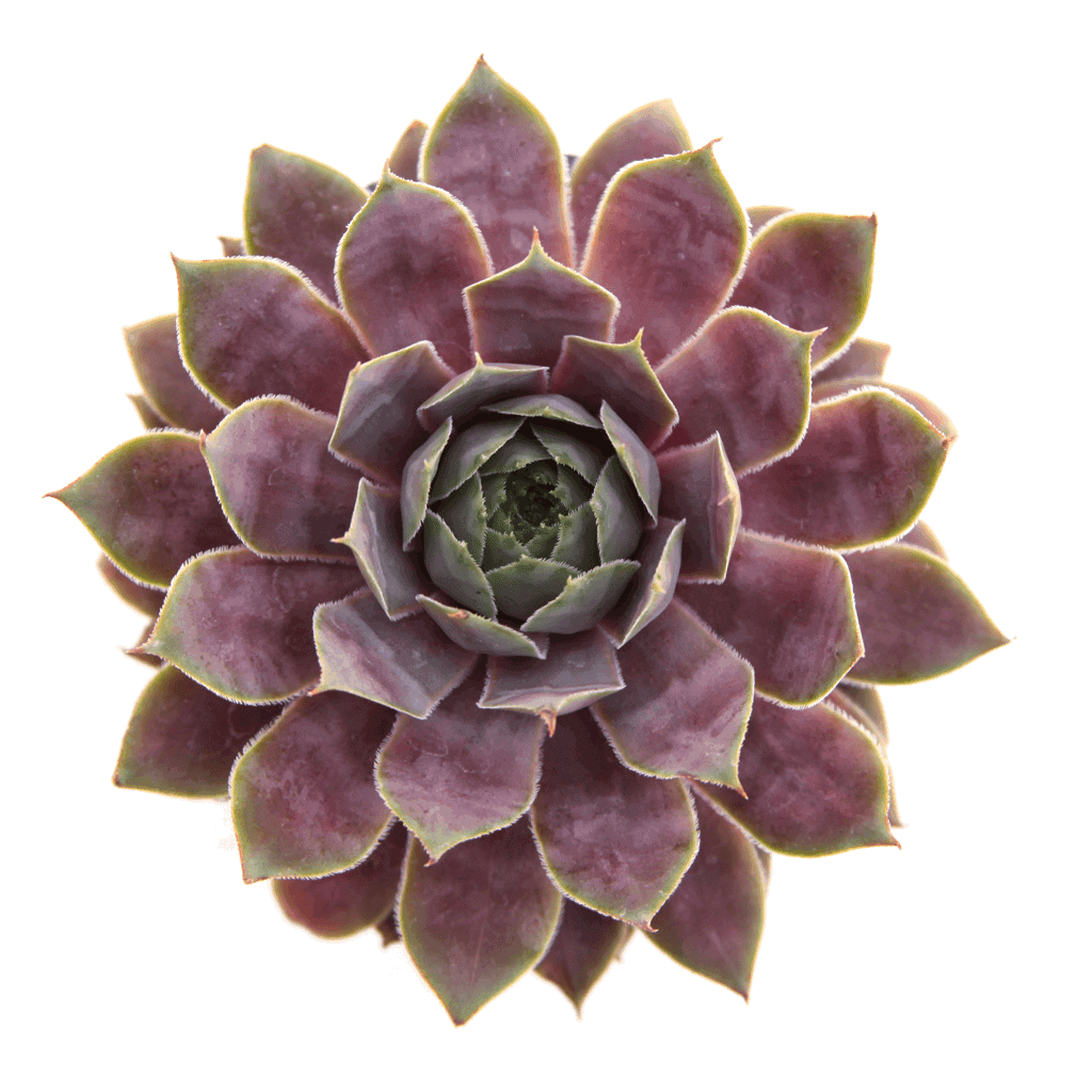 Sempervivum "Pacific Blue Ice" close-up.