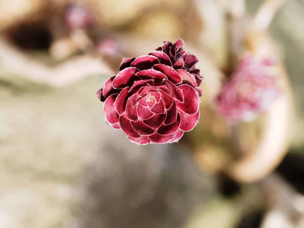 Sempevirum ruby heart close-up.