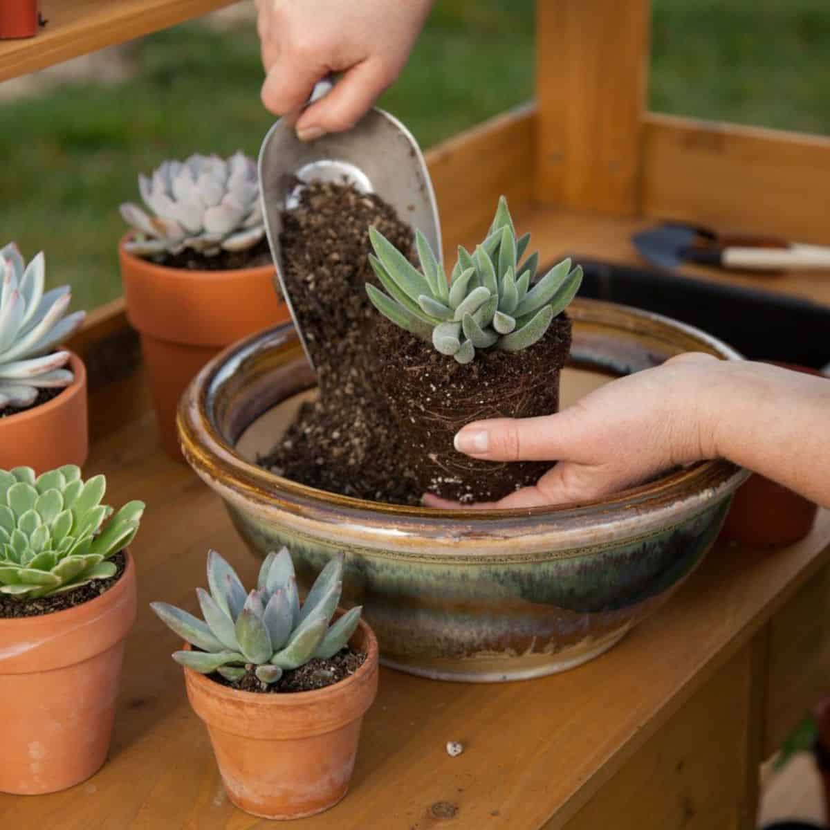 Gardener potting a new succulent into a bigger pot.