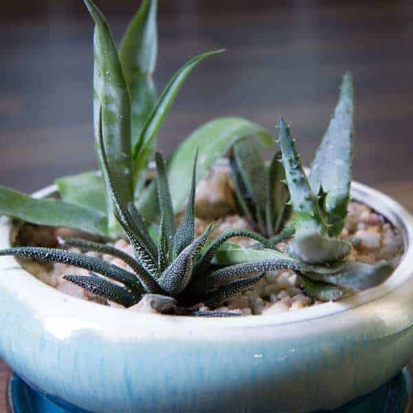 THree varieties of succulents growing in a pot.