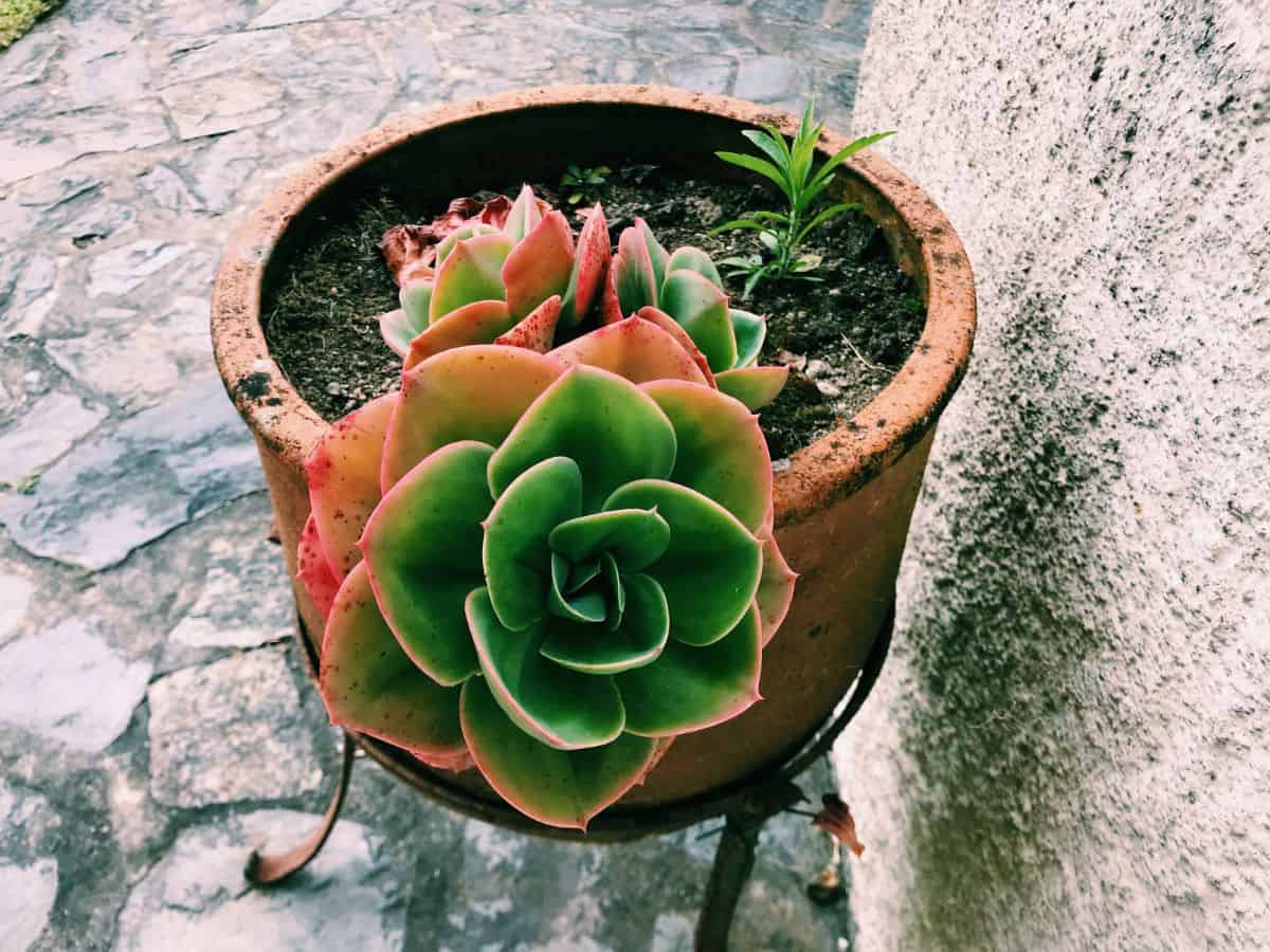 Succulent growing in a pot near a wall.