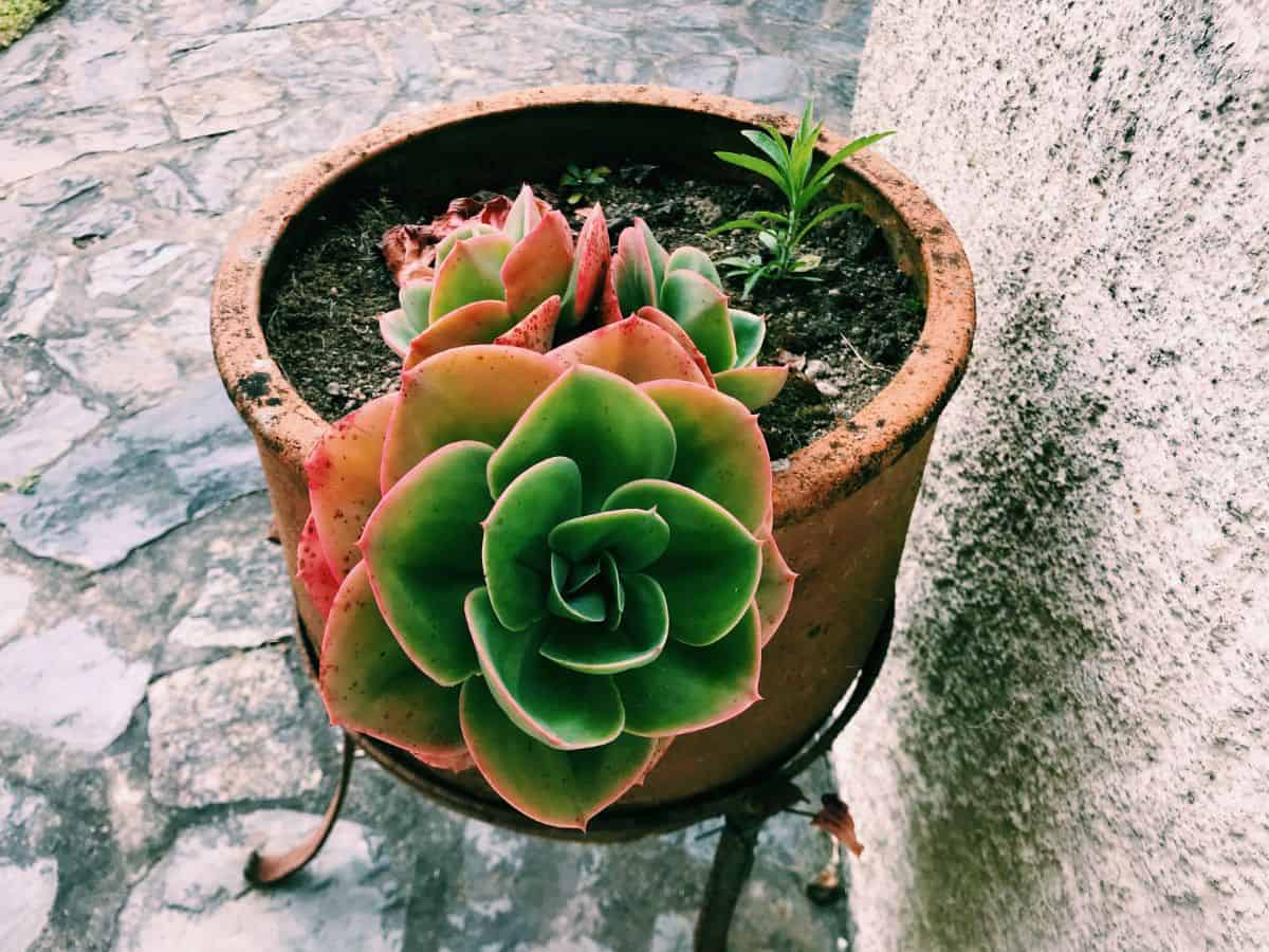 Succulent growing in a pot  near a wall.