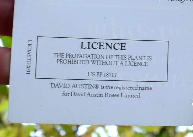 Licence succulent sing.