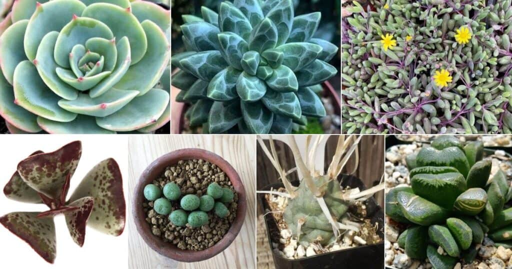 10 Rare Succulents (and Where to Buy Them in 2024)