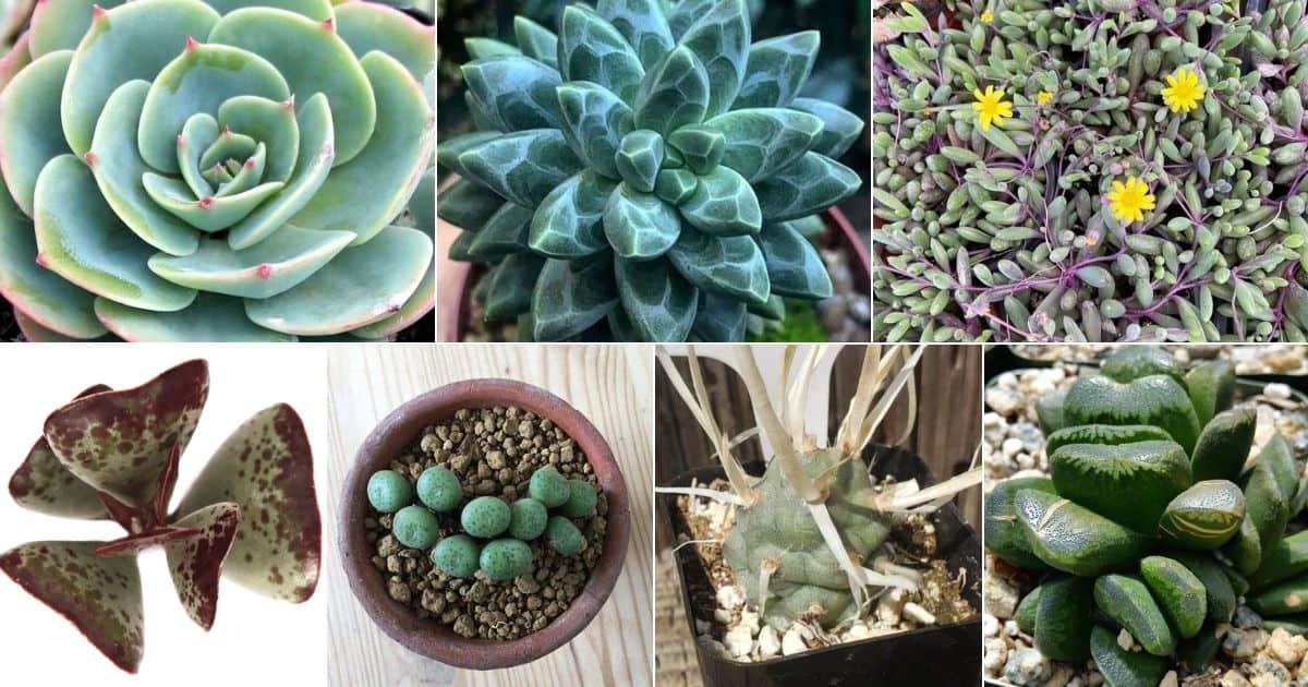 Collage of rare succulents.