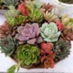 Bunch of succulents growing in a pot.
