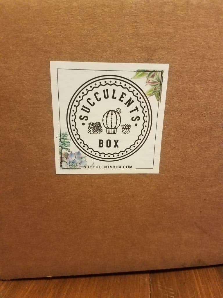 Succulent box