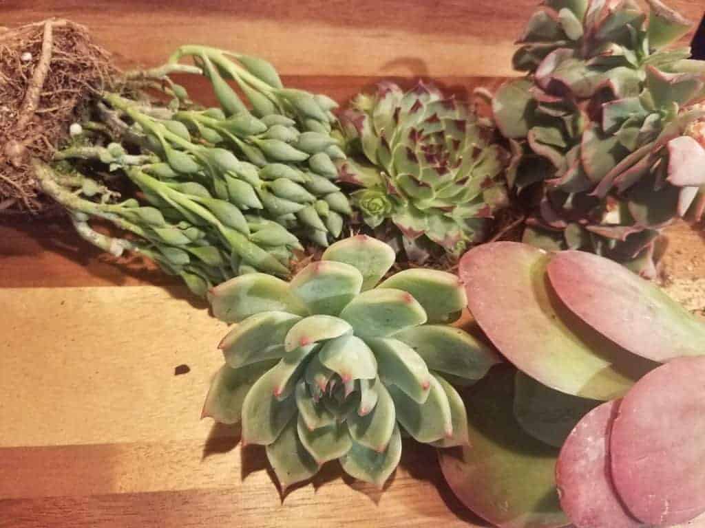 Succulent plants with bare roots