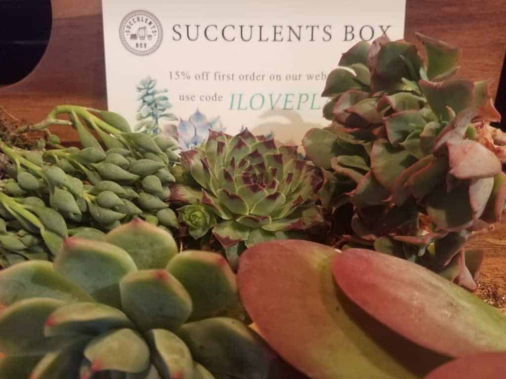 Succulents Box Subscription Box Review