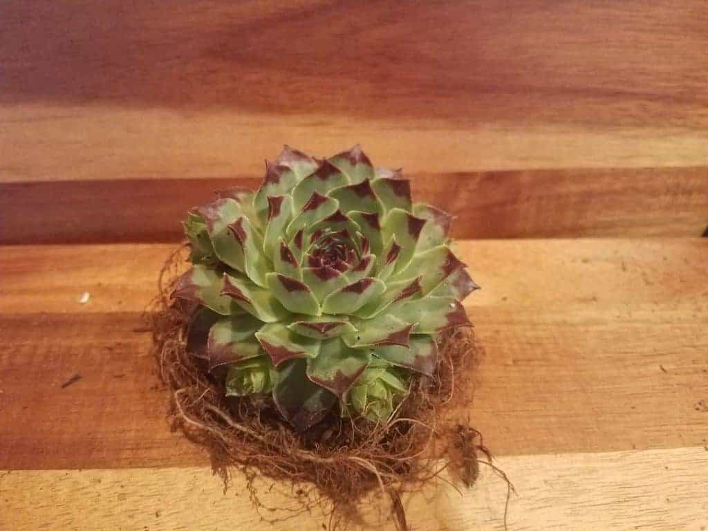 Succulent plant with bare root