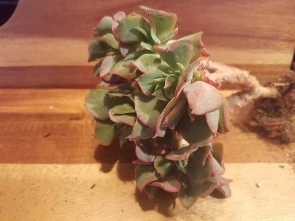 Succulent plant with bare root