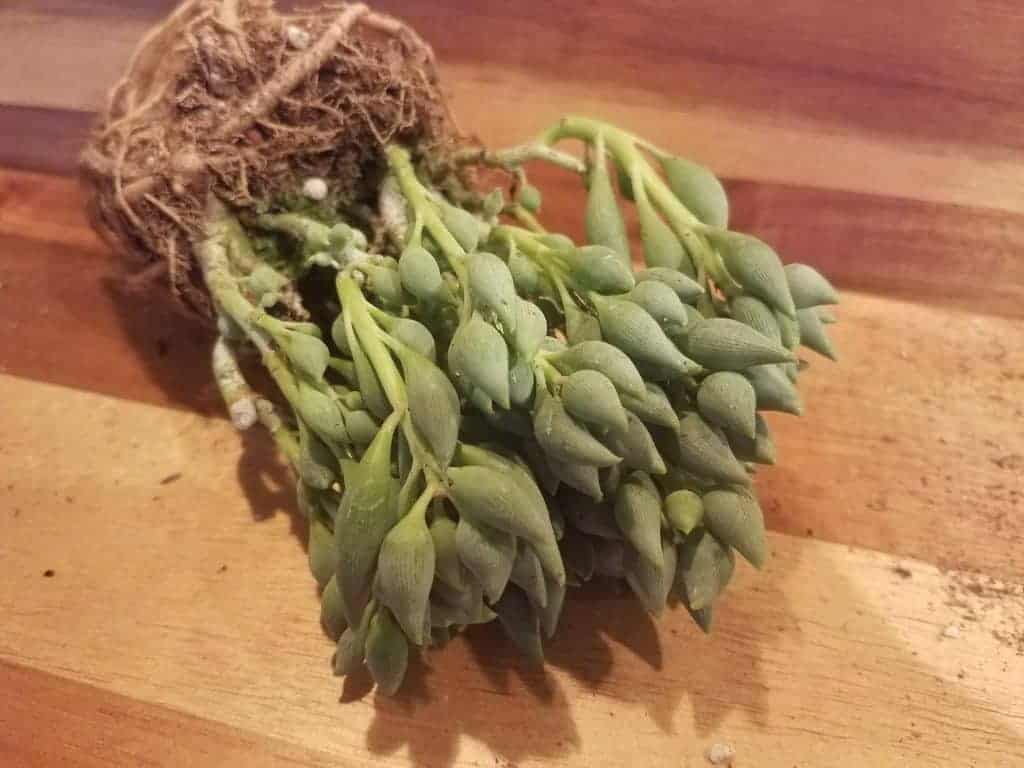 Succulents plant with bare root