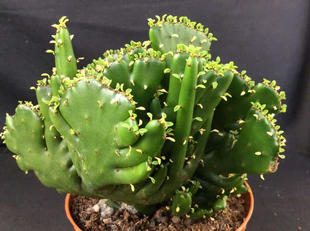 What is a Crested (or Monstrose) Succulent?
