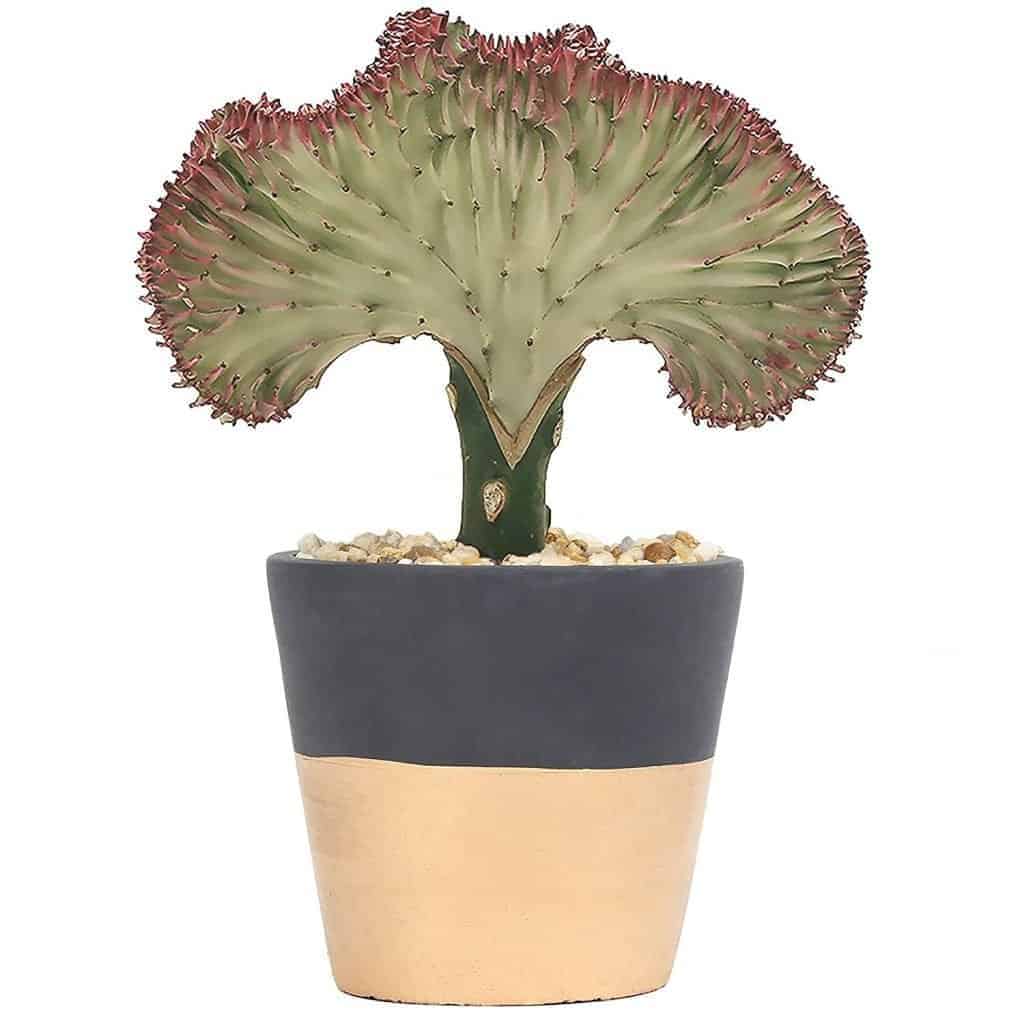 Crested succulent i a pot.