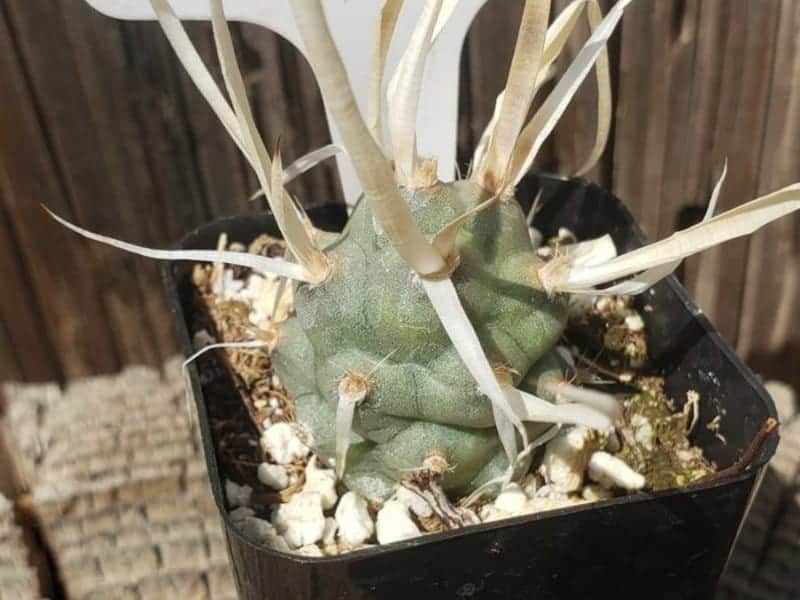 Tephrocactus articulatus, Paper Spine Cactus