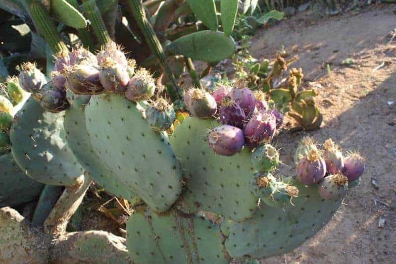 Opuntia prickly pear outdoor growing.