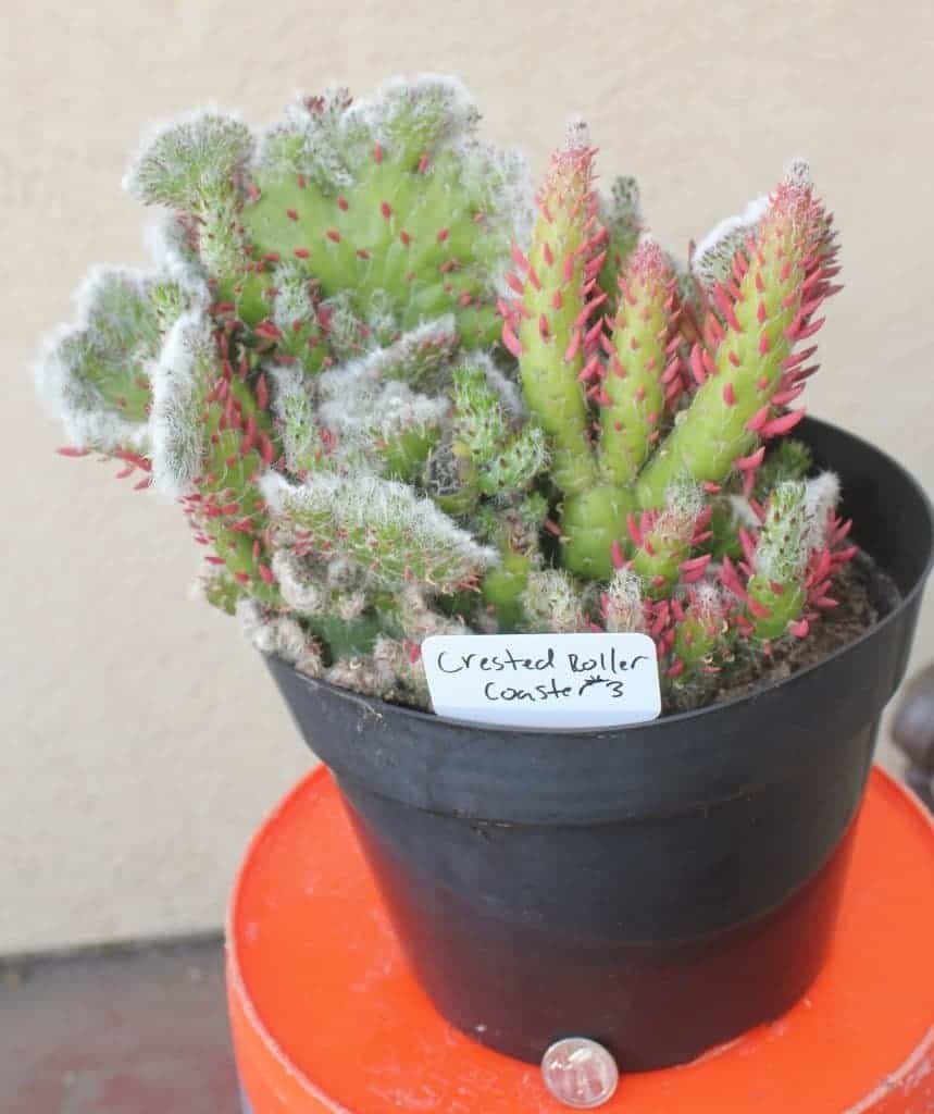 crested and monstrose succulents in pot
