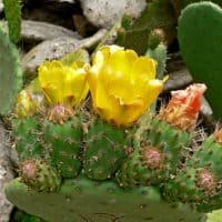Opuntia prickly pear