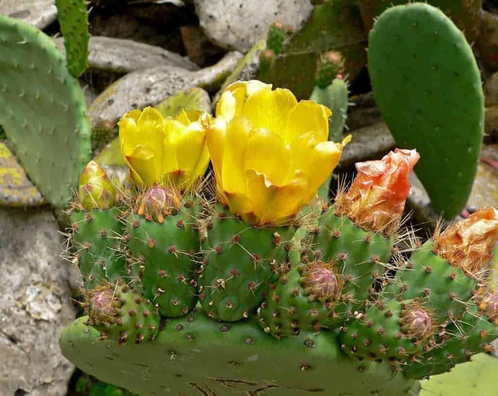 How to Care for Prickly Pear (Opuntia Cacti)