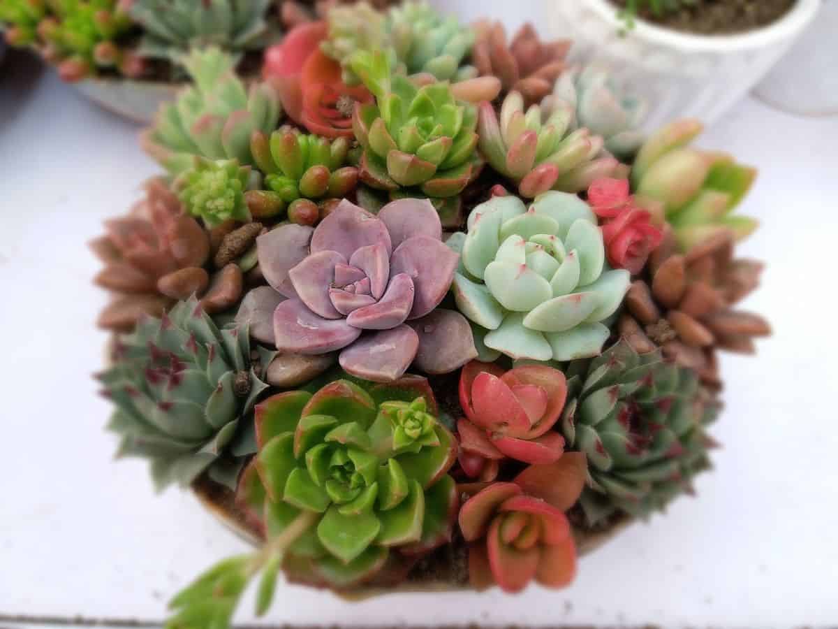 Bunch of succulents growing in a pot.