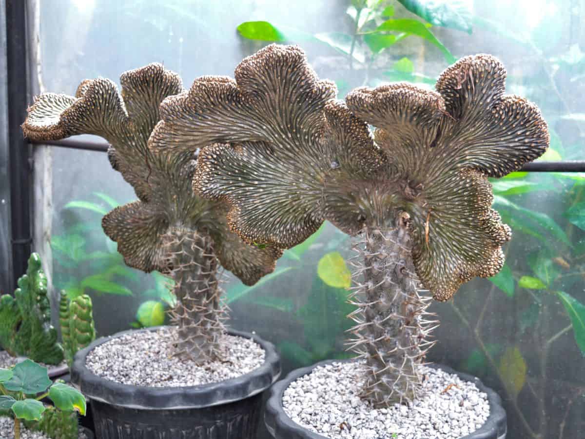 Crested cactuses growing in pots.