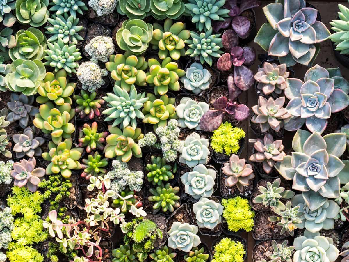 Different varieties of succulents growing in pots.