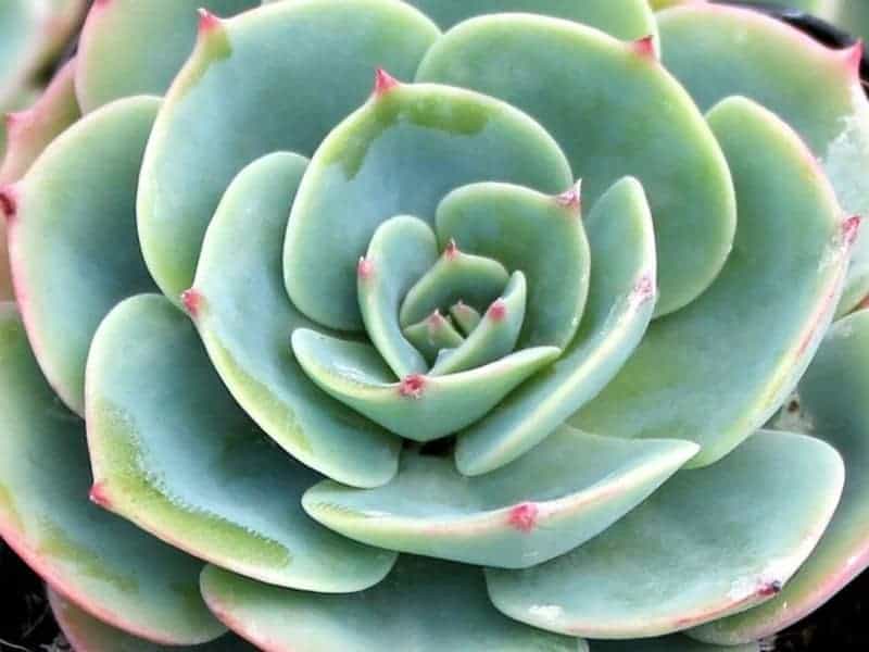 Echeveria x imbricata 'Compton Carousel'