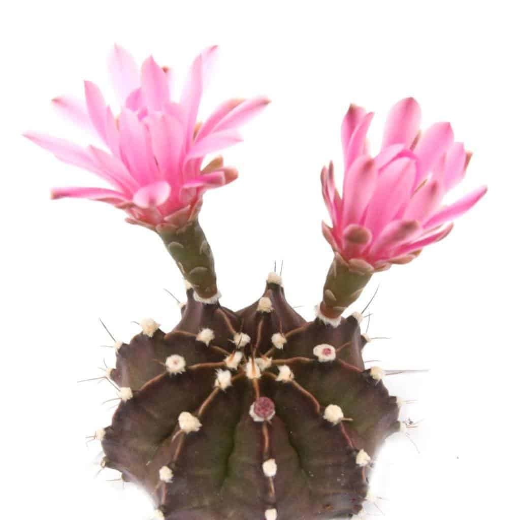 Gymnocalycium mihanovichii, Purple Moon Cactus