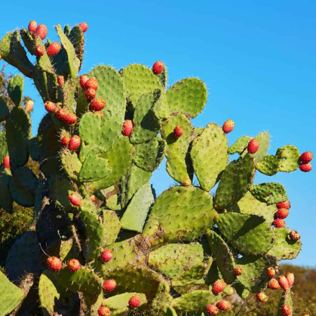 Opuntia succulent growing outside.