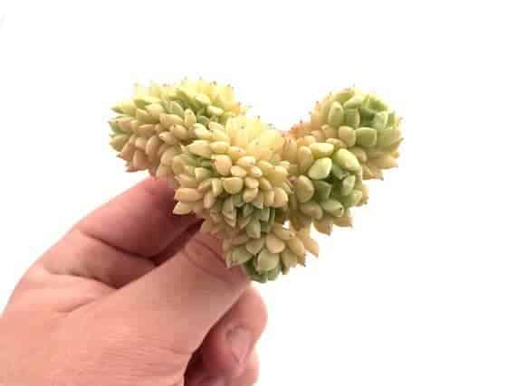 Hand holding crest succulent.